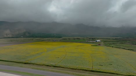 Pacific-Biodiesel-Renewable-Energy-Farm-In-Central-Maui