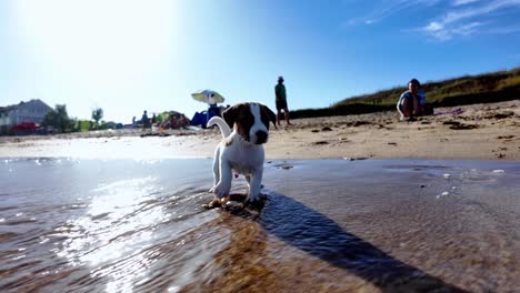 A-small-dog-plays-in-the-shallow-water-on-a-beautiful-sunny-day-at-the-beach-in-Feodosia,-Crimea