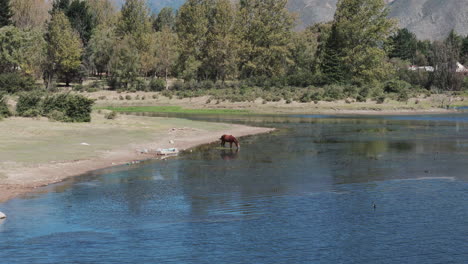 Agua-Potable-De-Caballos-Salvajes-En-La-Orilla-Del-Lago,-Vista-Aérea-De-Un-Paisaje-Espectacular