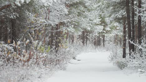 First-light-snow-descends-slowly-into-the-pine-forest,-covering-the-pine-trees-and-ground-with-a-delicate-layer-of-snow