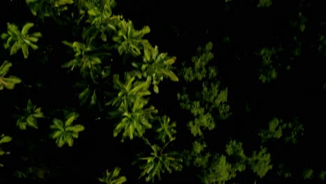 Top-down-aerial-of-green-palm-trees-in-lush-forest,-forward-motion