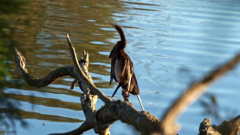 A-wild-Australian-darter,-anhinga-novaehollandiae,-perching-on-the-branch-in-a-freshwater-lake,-drying-up-its-wings-feathers-under-sunlight,-slow-motion-close-up-shot-showcasing-the-bird-species