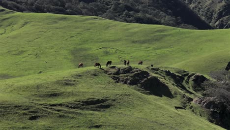 Group-of-wild-horses-graze-on-mountain-slope-of-Andean-system