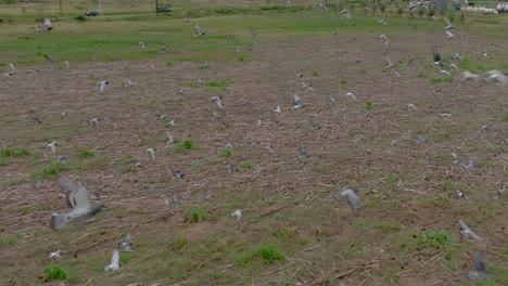 Bandadas-De-Pájaros-Volando-Sobre-El-Girasol-Del-Biodiesel-Del-Pacífico-Que-Representa-Un-Futuro-Más-Limpio-Y-Brillante-Para-El-Medio-Ambiente