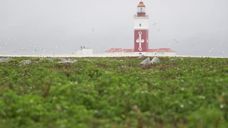 Der-Leuchtturm-Auf-Dem-Meeresschutzgebiet-Bird-Island-In-Der-Bucht-Von-Algoa,-Mit-Einer-Kolonie-Geschützter-Kaptölpel-Seevögel-Während-Der-Brutzeit