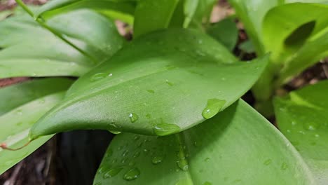 Close-Up-of-a-Wild-Plant-Leaves-with-Water-Droplets-in-a-Forest-in-Natural-Light