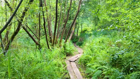 Vista-Del-Antiguo-Camino-De-Madera-De-Meare-Heath-Trackway-Que-Serpentea-A-Través-De-Un-Bosque-Verde-De-Helechos-En-Los-Niveles-De-Somerset,-Inglaterra,-Reino-Unido