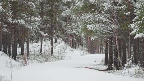 A-road-winds-through-a-pine-forest,-completely-covered-with-snow