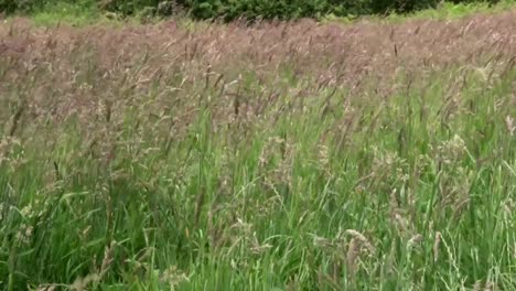 Grassamenköpfe-Wehen-Im-Wind