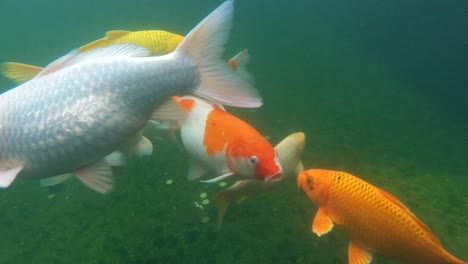 Bunte-Koi-Fische-Schwimmen-Anmutig-Im-Klaren-Wasser