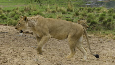 Löwin-Geht-Von-Rechts-Nach-Links-Und-Passiert-Zuerst-Einen-Männlichen-Löwen,-Der-Im-Hintergrund-Ruht,-Und-Dann-Eine-Weitere-Löwin