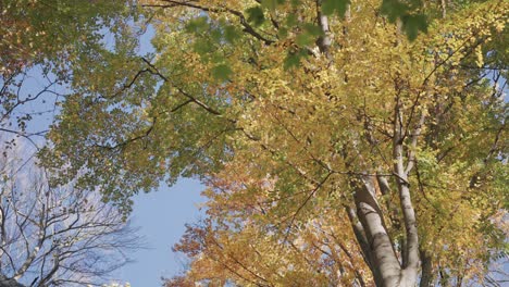 Un-Magnífico-Abedul-Se-Alza-En-El-Bosque-De-Otoño,-Sus-Hojas-Doradas-Contrastan-Maravillosamente-Con-El-Cielo-Azul-Sin-Nubes