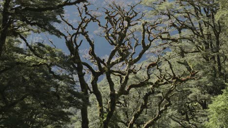 Detail-view-of-trees-in-Routeburn-track,-Firodland,-New-Zealand