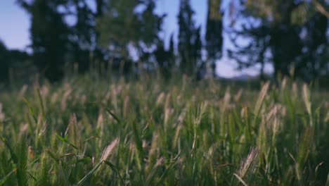 Close-up-slow-angle-shot-of-field-of-wheat,-selective-focus-on-the-foreground,-forest-in-the-background,-sun-flares-across-the-shot-4k