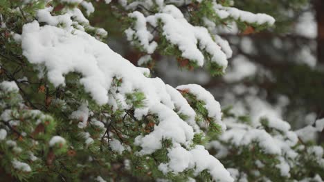 Flauschige-Kiefernzweige-Sind-Mit-Dem-Leichten-Ersten-Schnee-Bedeckt