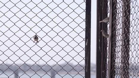 small-fencing-many-sparrows-are-seen-sitting-inside-the-fencing