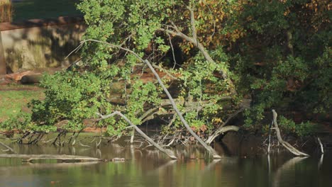 Fallen-trees,-still-adorned-with-green-leaves,-are-partially-submerged-in-the-waters-of-a-small-pond