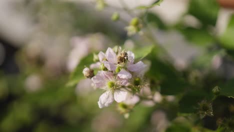 Makroaufnahme-Einer-Biene-Auf-Einer-Brombeerblüte-In-Zeitlupe
