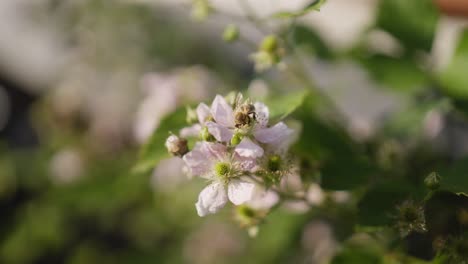 Foto-Macro-De-Una-Abeja-Sobre-Una-Flor-De-Mora-En-Cámara-Lenta