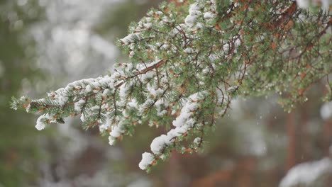 Snowflakes-gently-fall-on-the-branches-of-a-pine-tree,-covering-the-green-needles