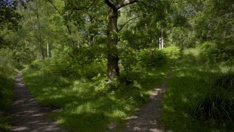 üppiges-Grünes-Waldgebiet-Im-Sommer-Mit-Dichtem-Laub-Und-Durch-Ihn-Verlaufenden-Wanderwegen,-Warwickshire,-England