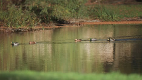 Los-Patos-Se-Mueven-En-Un-Pequeño-Estanque-Dejando-Una-Cola-De-Ondas,-Su-Serena-Presencia-Se-Refleja-En-El-Agua-Tranquila.