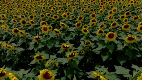 Campo-De-Girasoles-Hacia-La-Cordillera-Oeste-De-Maui