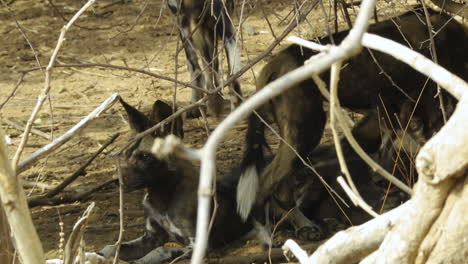 Rudel-Afrikanischer-Wildhunde-Auf-Der-Suche-Nach-Schutz-In-Einem-Dickicht