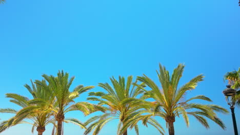 Epic-slow-motion-shot-of-palm-trees-lining-a-coastal-area,-with-clear-blue-sky-and-turquoise-sea-in-the-background