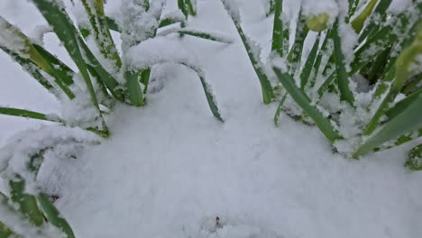 Close-up-shot-of-fresh-green-grass-covered-with-a-layer-of-snow-due-to-abnormal-weather-on-a-cloudy-day