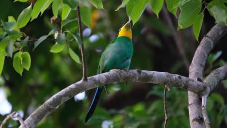 Ein-Langschwanz-Breitschnacken-Psarisomus-Dalhousiae-Ruft-Und-Wedelt-Dabei-Mit-Dem-Schwanz.-Er-Blickt-Sich-Um,-Während-Er-Auf-Einem-Baum-In-Einem-Nationalpark-In-Thailand-Sitzt