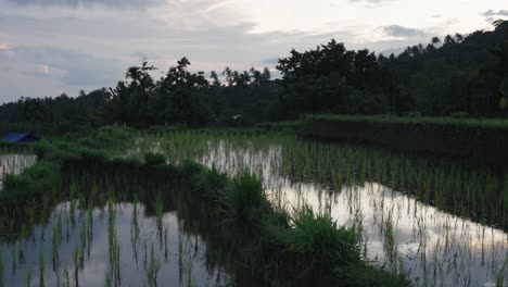 Una-Serena-Vista-Matutina-De-Un-Exuberante-Campo-De-Arroz,-Bañado-Por-El-Suave-Resplandor-De-La-Primera-Luz-Del-Sol