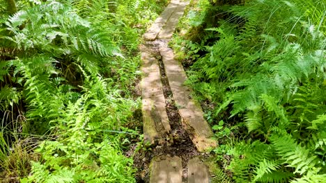 Walking-on-wooden-Bronze-Age-Meare-Heath-trackway-through-forest-woodlands-of-ferns-and-trees-on-the-Somerset-Levels-in-England-UK