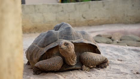 Video-Mit-Centrochelys-Sulcata,-Auch-Bekannt-Als-Sulcata-Schildkröte