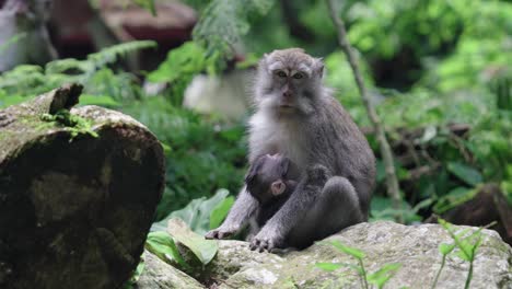 Ein-Zärtlicher-Moment-Zwischen-Einer-Indonesischen-Makakenmutter-Und-Ihrem-Baby-In-Ihrem-Natürlichen-Lebensraum