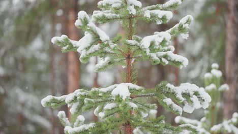 A-young-pine-tree-is-covered-with-fresh-snow-in-the-Norwegian-forest,-standing-out-against-the-wintry-landscape