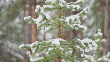 Un-Pino-Joven-Está-Cubierto-De-Nieve-Fresca-En-El-Bosque-Noruego,-Destacándose-En-El-Paisaje-Invernal