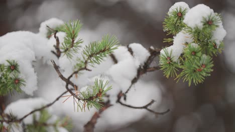 Light-fresh-snow-on-the-soft-pine-tree-needles-a-serene-and-tranquil-winter-scene