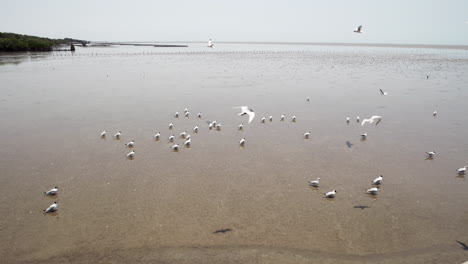 Different-species-of-migratory-seagulls-are-wading-and-looking-for-some-food-in-the-muddy-waters-of-Bangpoo,-a-coastal-area-located-near-Bangkok,-in-Thailand