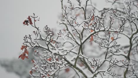 Slender-branches-with-the-last-withered-leaves-are-covered-by-the-first-snow-of-the-season