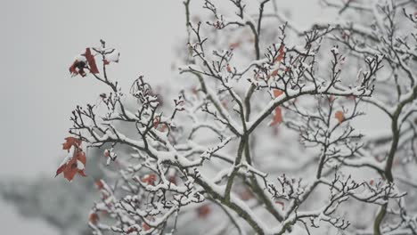 Las-Ramas-Delgadas-Con-Las-últimas-Hojas-Marchitas-Están-Cubiertas-Por-La-Primera-Nieve-De-La-Temporada.