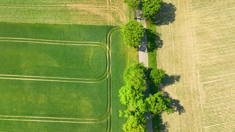 Toma-Aérea-De-Una-Carretera-Que-Atraviesa-Campos-Verdes-Con-árboles-Que-Bordean-El-Camino-En-Un-Día-Soleado