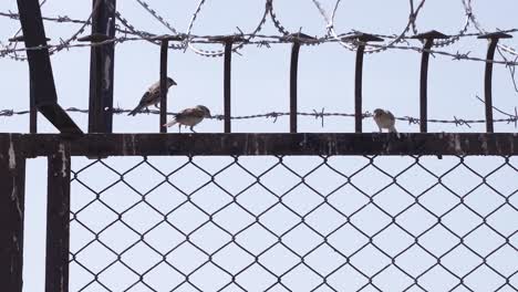 A-sparrow-is-seen-sitting-in-a-large-string-and-is-flying-and-landing-in-different-places