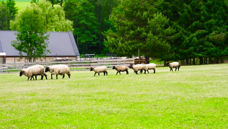 Flock-of-sheep-and-lambs-walk-on-scenic-green-grass-meadow-near-forest,-Czechia