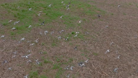 Bandada-De-Palomas-Volando-Juntas-Sobre-Un-Campo-Abierto-En-El-Centro-De-Maui