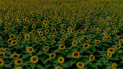 Beautiful-Field-Of-Yellow-Sunflowers