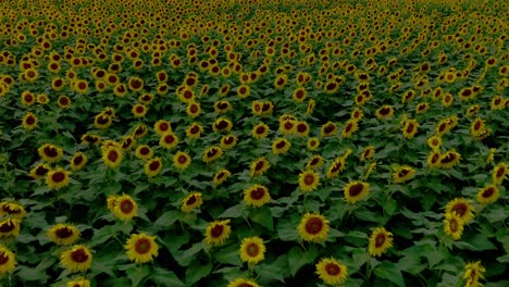 Schönes-Feld-Mit-Gelben-Sonnenblumen