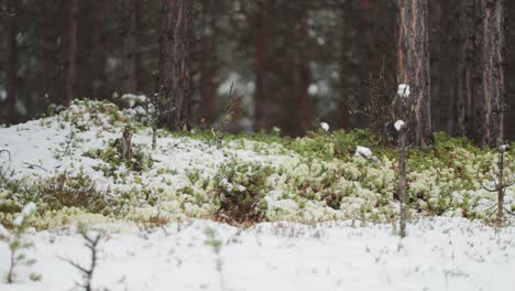 La-Primera-Nieve-Ligera-Cae-Lentamente-Sobre-El-Musgo-Verde,-La-Hierba-Y-Los-Arbustos-En-Miniatura-En-El-Suelo-Del-Bosque