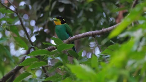 looking-up-and-sharpening-its-bill-on-a-small-twig,-a-Long-tailed-Broadbill-Psarisomus-dalhousiae-is-perching-on-a-tree-in-a-jungle-in-Thailand