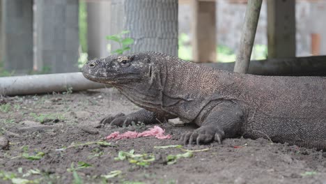 Eine-Nahaufnahme-Eines-Komodowarans,-Die-Die-Komplizierten-Details-Seiner-Schuppen-Und-Seinen-Grimmigen-Ausdruck-Hervorhebt